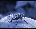 Housefly Duotone