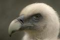 Glamourous Vulture