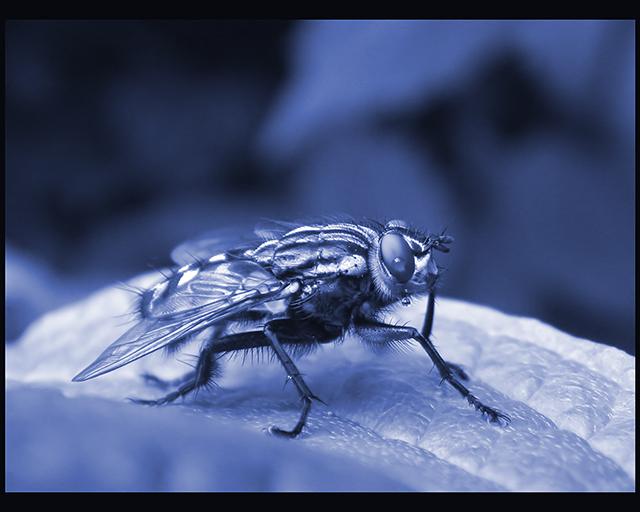 Housefly Duotone