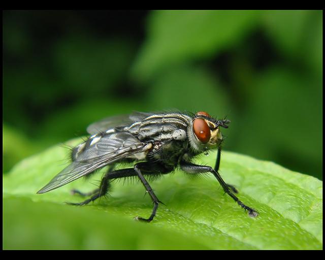 Housefly Full Colour