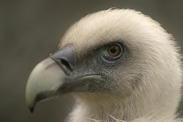 Glamourous Vulture