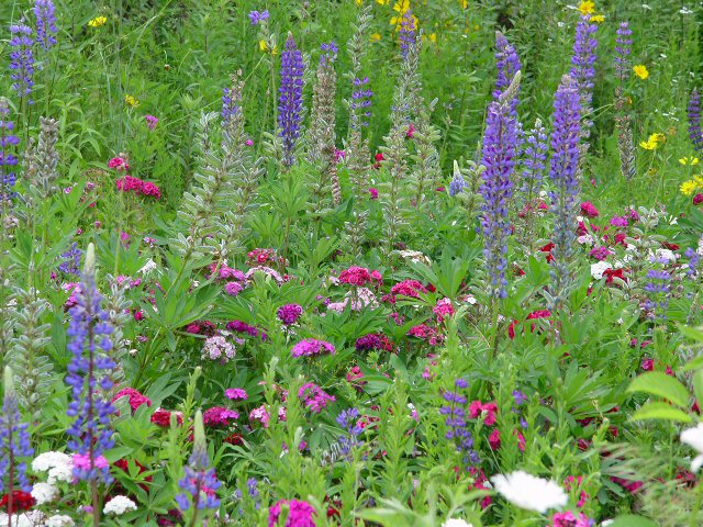 Along the Roadside Near Sylva, NC