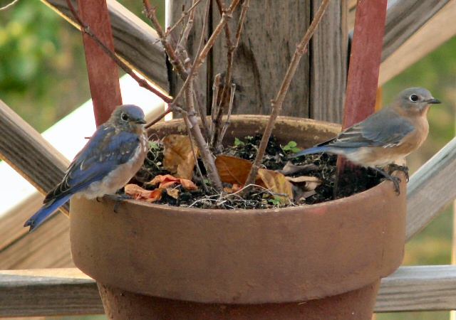 twoeasternbluebirdsfall2003.jpg