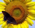 Butterfly on Sunflower