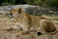 Roar
