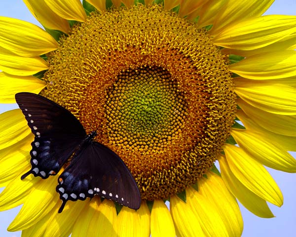 Butterfly on Sunflower
