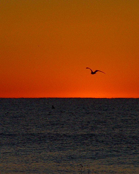 Soar I