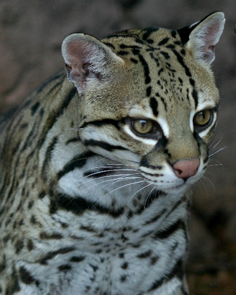 Ocelot