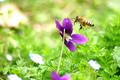 Busy as a bee