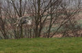 Great Horned Owl Flight