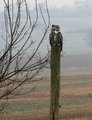Great Horned Owl