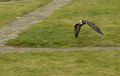 Falcon Flight