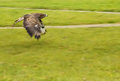 Red Tail Buzzard