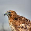 Red Tail Buzzard profile