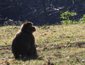 Barbary macaques silhouette