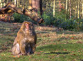 Barbary macaques Silverback