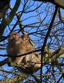 Barbary macaques Mom and Baby