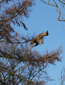Barbary macaques Jump 2!