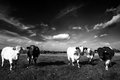 Cows must be Alien...