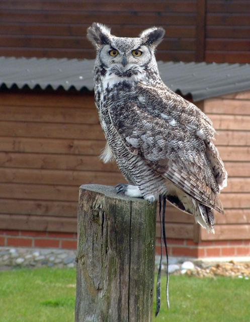 Owl
