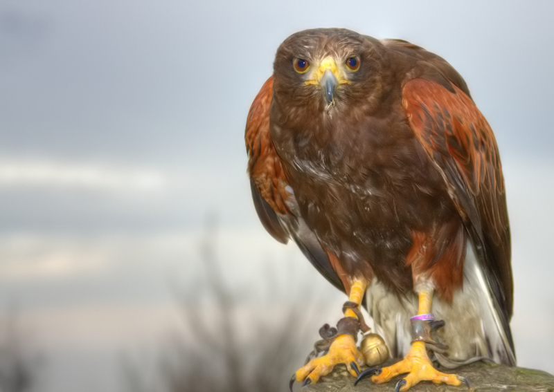 Common Buzzard