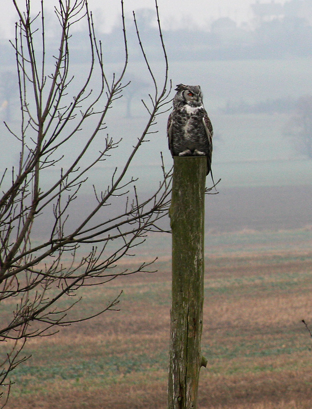 Great Horned Owl