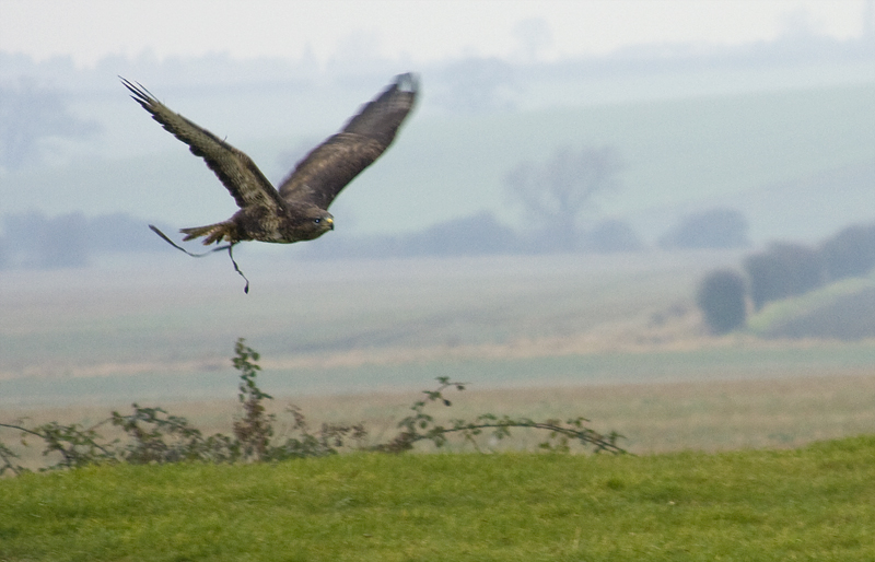 Red Tail Buzzard 2