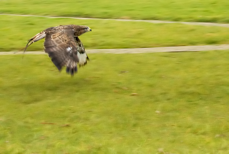 Red Tail Buzzard