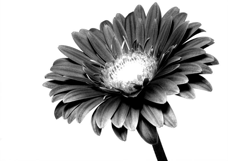 flowerBW
