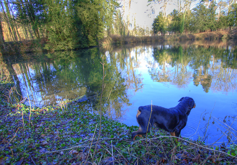 Lexus at local pond Day 11