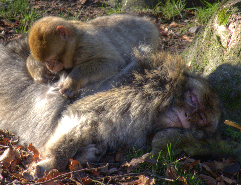 Barbary macaques Grooming