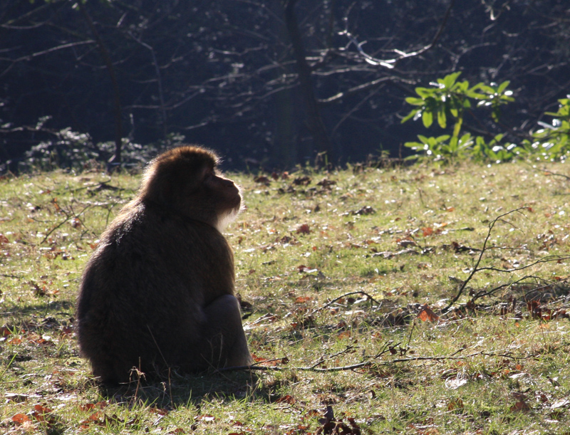 Barbary macaques silhouette