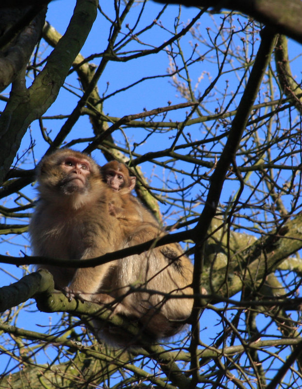 Barbary macaques Mom and Baby