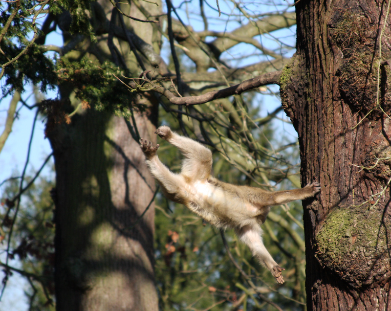 Barbary macaques Jump!