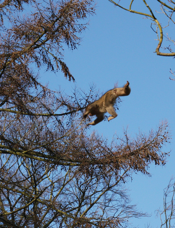 Barbary macaques Jump 2!