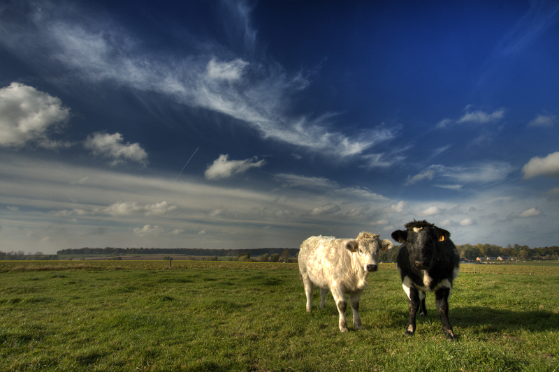 TuCow