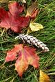 Herbstlich