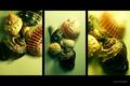 Shell Fantasies