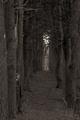 The woods are lovely, dark and deep II