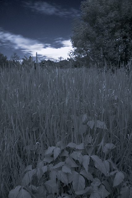 Infrared Poison Ivy is Still Dangerous