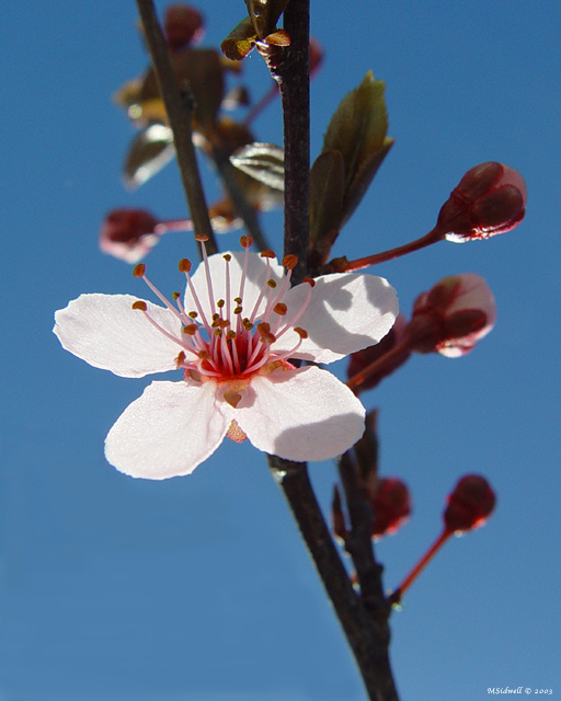 Blossom