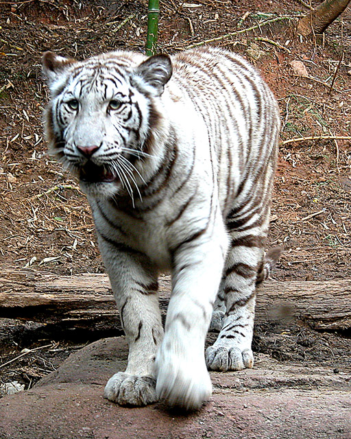 White Tigress.jpg