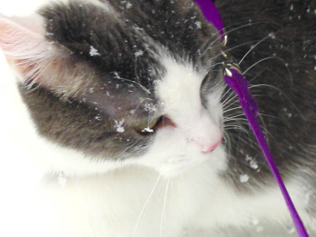 Little Snowflake