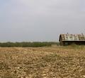 Fields of Corn