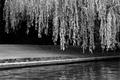Willow 2