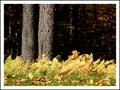 Pines and Ferns