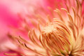 Clematis IV