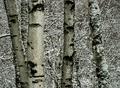 Winter Birches