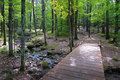 The Path