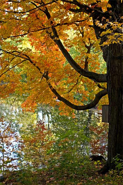 Mill Pond